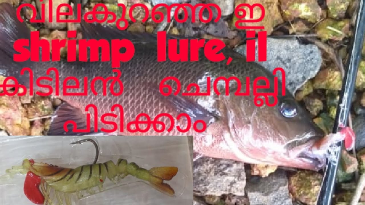 Mangrove jack fishing with local shrimp lure.. ലോക്കൽ ഷ്രിമ്പ് ഗുണമോ