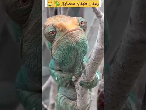 زهقان طهقان متضايق حيوانات مضحكة مواقف مضحكة شورت  