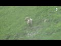 Ariège : les images exceptionnelles d'un ours filmé par un enfant de 9 ans au cours d'une randonnée