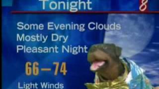 Triumph: the insult comic dog in Hawaii
