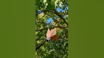Floating Leaf 360 Camera Video Idea With Insta360 X5