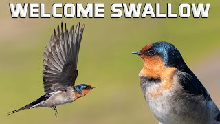 Welcome Swallow : Insectivorous Aerial Acrobats of Australia
