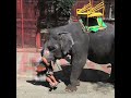 Exposed: how an elephant is trained for wildlife tourism activities