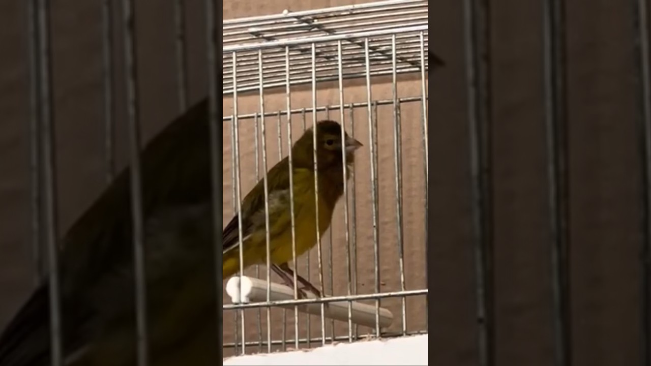 #canary#chardonnerert_chant