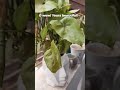 o wow #shorts #plants #funnyplantvideo