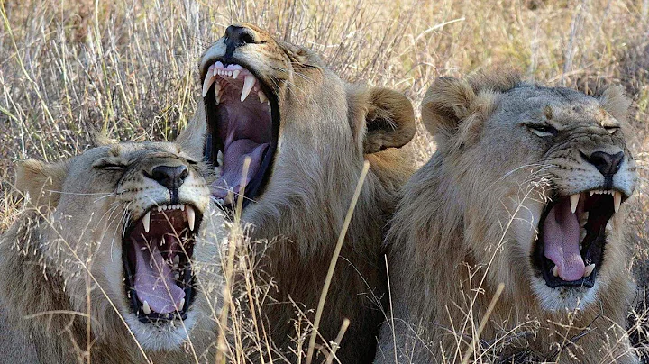 Lions Kill Rhino Poachers In South Africa Wildlife Reserve