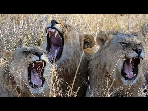 Poachers Devoured By Lions While Attempting To Slaughter Herd Of Rhinos