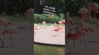 Mic teaser pentru partea a 2-a a vlogului din Praga #citybreak #vlog #calatorii #viral