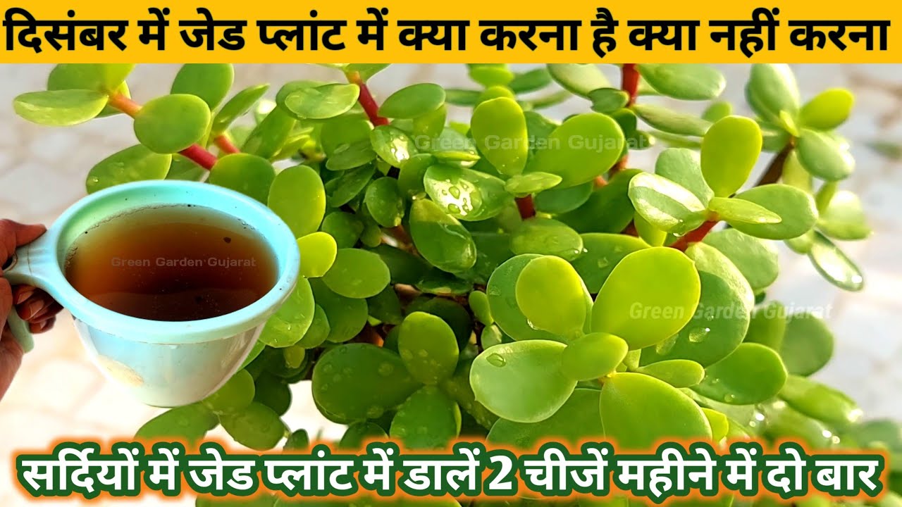 दिसंबर में जेड प्लांट क्या काम करने चाहिए और क्या नहीं करना चाहिए.सर्दियों में जेड प्लांट की देखभाल 