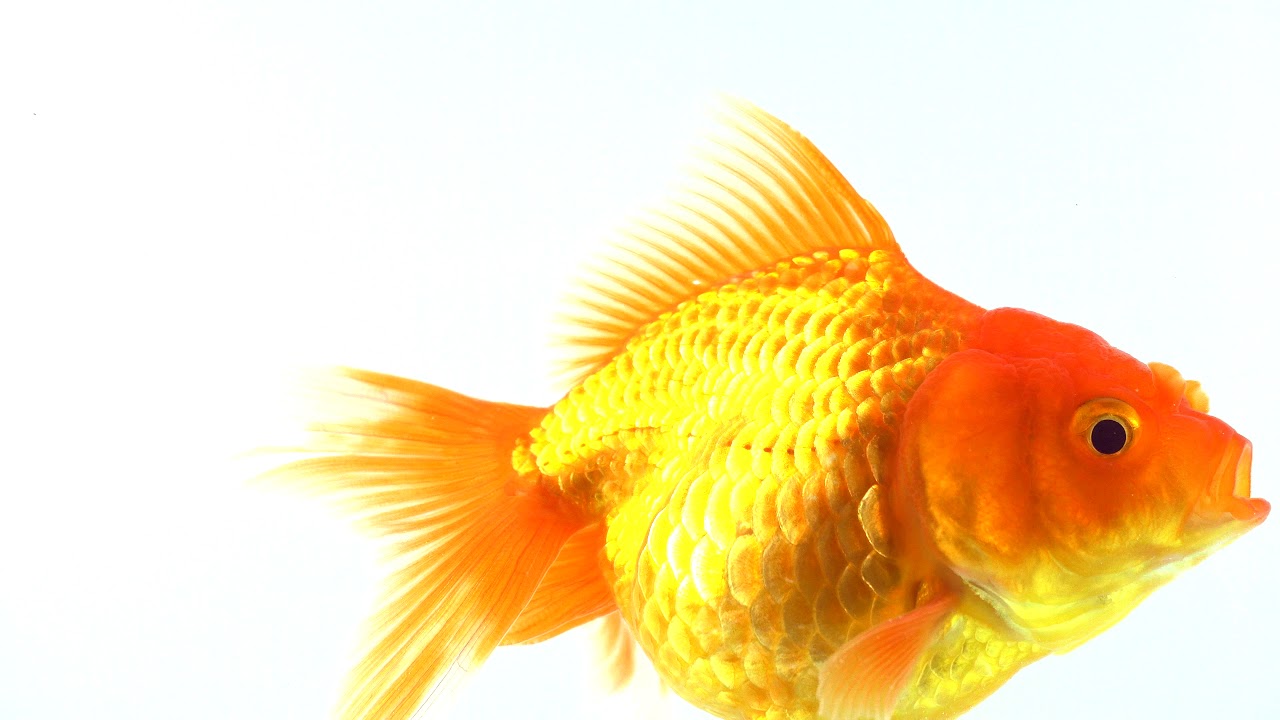 Free Stock Footage Goldfish, 4K YouTube