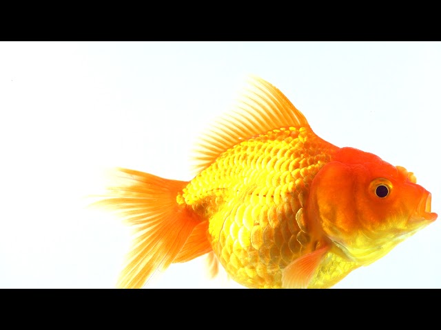 56 Goldfish Scooping Stock Video Footage - 4K and HD Video Clips