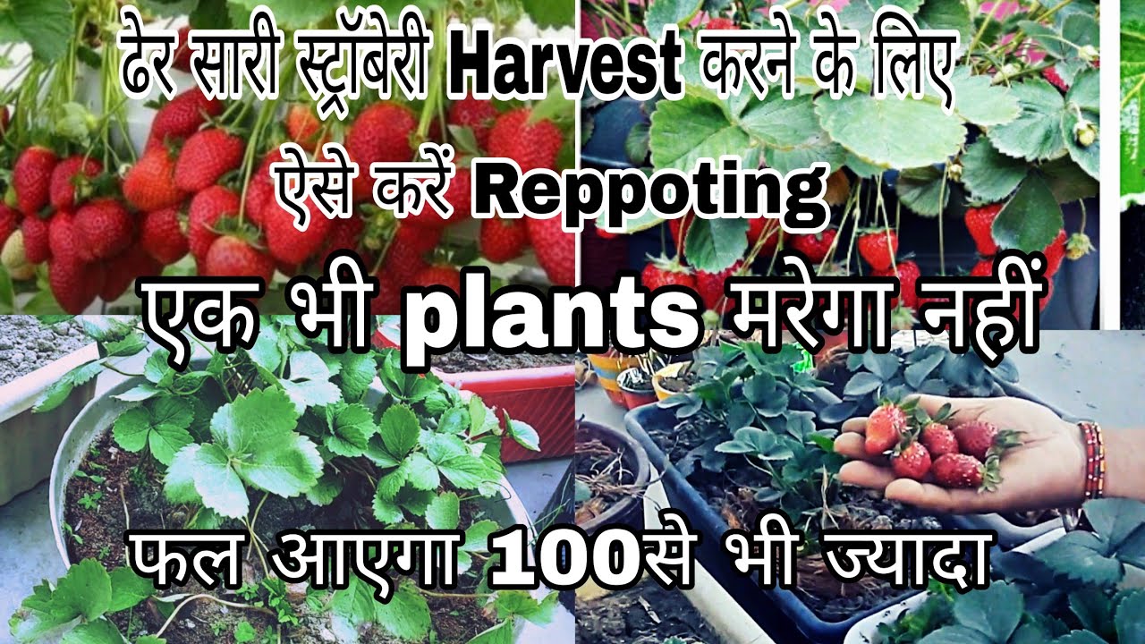 Reppoting Raspberries एक भी स्ट्रॉबेरी plant मरेगा नहीं फल आयेंगे 100से भी ज्यादा |नर्सरी से ...