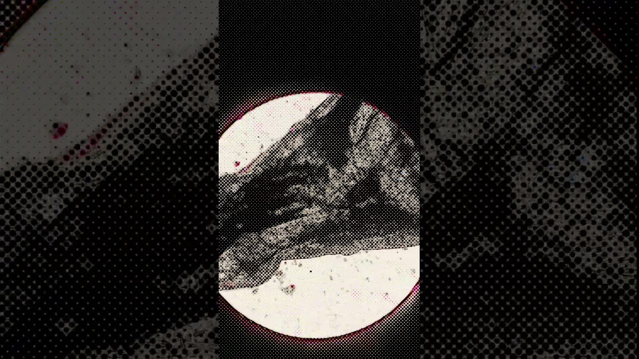 Maggot or Facehugger? You Decide After This Zoom! 👽 