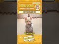 這獅子人癮有點大啊 如此諂媚 名場面 這誰頂得住啊 神奇動物在 動物的迷惑行為 獅 這獅子人癮有點大啊 如此諂媚 名場面 這誰頂得住啊 神奇動物在 動物的迷惑行為 獅