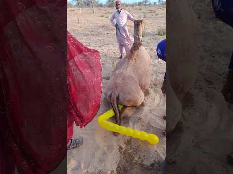 ما نوع هذا البالون المعلق على ظهر الجمل ولماذا