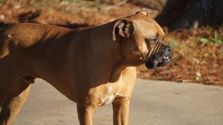What is the Boxer dog breed?