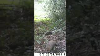 gato Montes grabado con mi cámara de caza foto tranpeo en los Montes