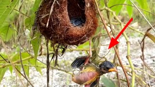 chicks push their siblings out of the nest