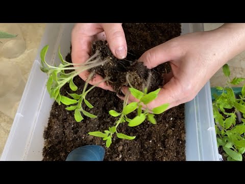 Все секреты пикировки рассады томатов для мощного роста