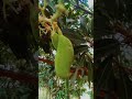 #shortvideo #nature #pawarholakhalidhobijatimere #viralclips #tag