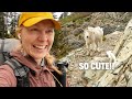I hiked with a mountain goat on the pacific crest trail episode 4