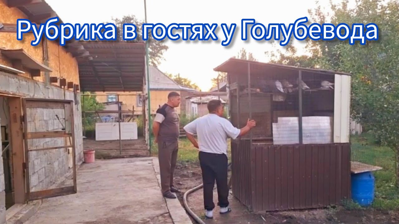 В гостях у Голубевода Едиля. Готовим шулюм гоняем голубей 2025. Талдыкорган #pigeon #голуби 