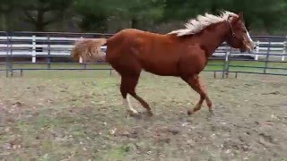 Only Krymsun Crystal AQHA / APHA