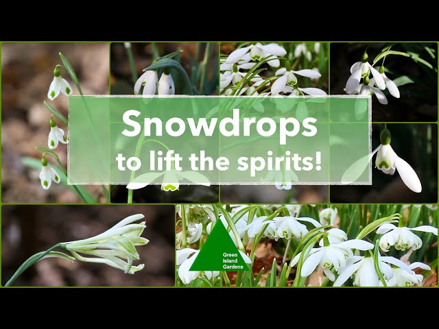 🎉 ꕥ Snowdrops to lift the spirits! class=