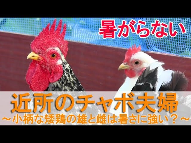 近所のチャボ夫婦～小柄な碁石矮鶏の雄鶏と桂矮鶏雌鶏は暑さに