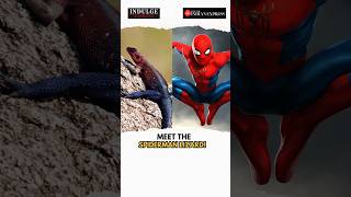 Meet the Spider-Man lizard: Africa’s red-and-blue rock Agama | Indulge