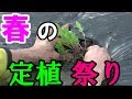 【悲劇】春の定植祭りは狂気の沙汰