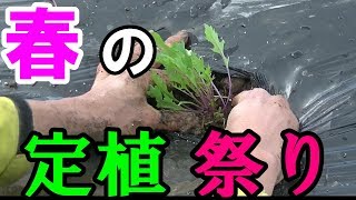 【悲劇】春の定植祭りは狂気の沙汰