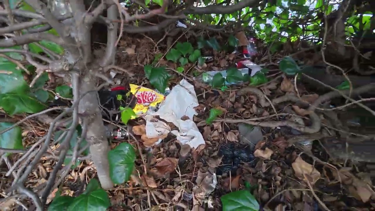 Sainsburys Litterfest