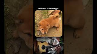 Two faces! #foryou #fyp #shorts #youtube #funny #dog