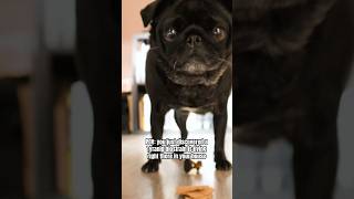 Are pugs just furry Tyranids? #warhammer
