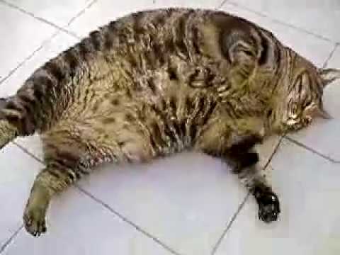 самый жирный котО_о - YouTube