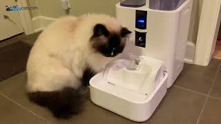 Can You Believe This Pet Fountain? (LALAHOME RealFountain Unboxing) #PetGadgets #SpoilYourPet