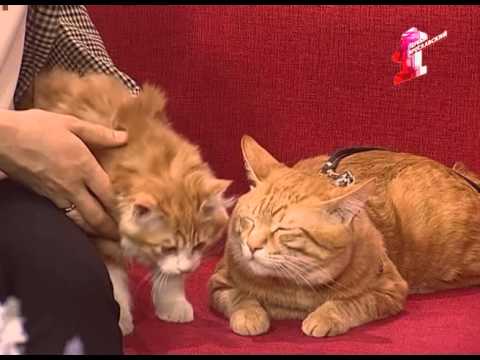 Курильские бобтейлы-кошки с характером