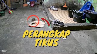 PERANGKAP TIKUS SEDERHANA DENGAN LEM TIKUS #shorts