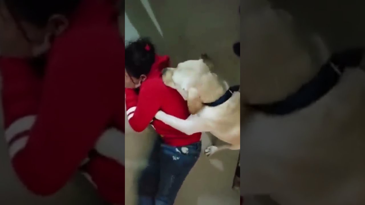 Heart Touching Dog Video | Very Emotional Heart touching Dog video | New to You