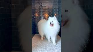 Dog-Friendly Destination: Thompson Savannah - Downtown