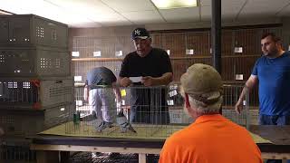 Arana Loft Final UPC Pigeon Auction And 200 mile Race Results