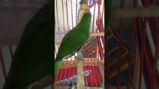 Download Lagu Suara Pikat Cucak Ijo Mini Mp3 Video Gratis