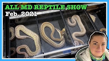 ALL MARYLAND REPTILE SHOW (Feb 2021) Reptile Expo | Ball Python Breeding | Reptiles