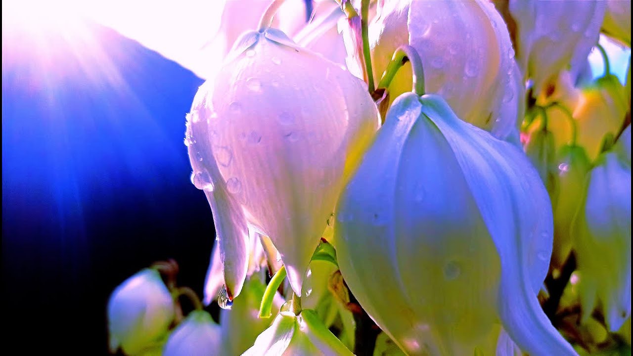 #ЗВУКИ #ПРИРОДЫ. ПЕНИЕ #ПТИЦ. ПЛЕСК ВОЛНЫ. ДЫХАНИЕ ЖИЗНИ - YouTube