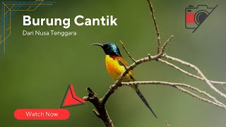 Suara Burung | Kolibri Matahari | Memanggil Lawan