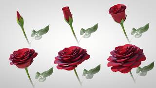 Rose Flower Bud Animated