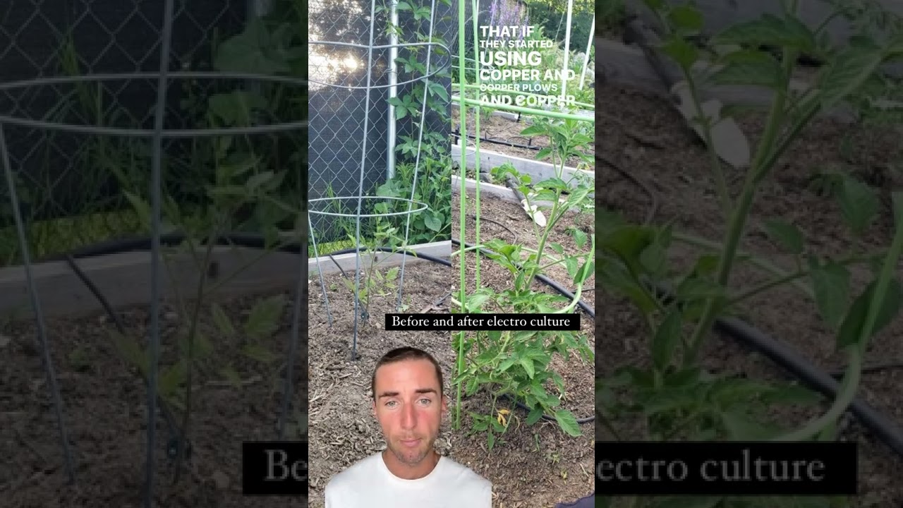 Before and After electroculture gardening techniques