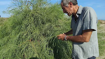 Quante specie vegetali ci sono in Italia?