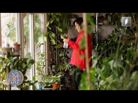 ოთახში მოწყობილი 30 წლის  ორანჟერია